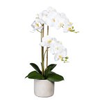 Orchid in cement pot ca 60cm