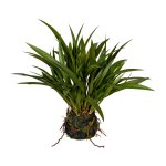 Artificial plant Chinese reed 35cm