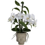 Orchid bamboo arrangement in buddha pot
