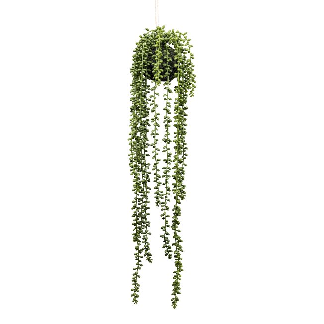 Senecio hanger 60cm