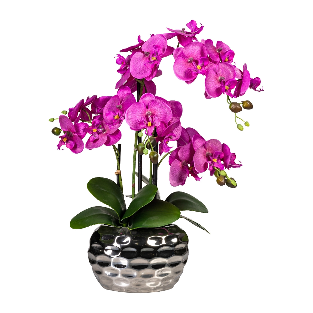 Phalaenopsis si violett, in x4,55cm Vase