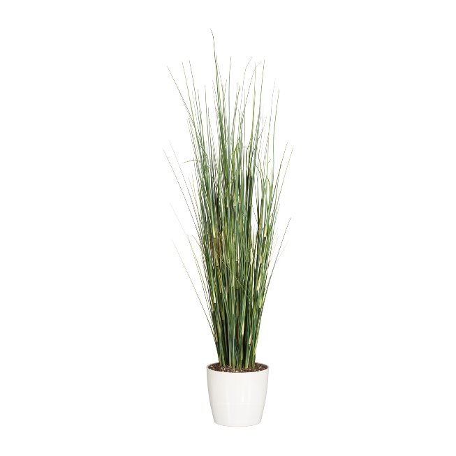 Equisetum grass