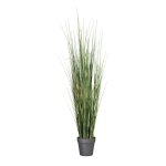 Equisetum grass