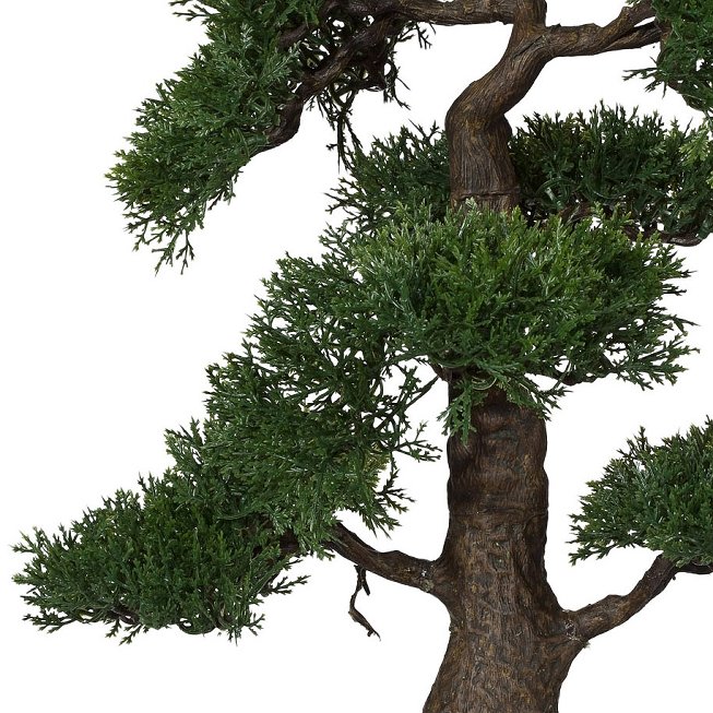 Bonsai Zeder