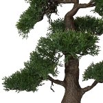 Bonsai Zeder