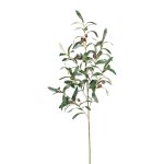 olive branch x6