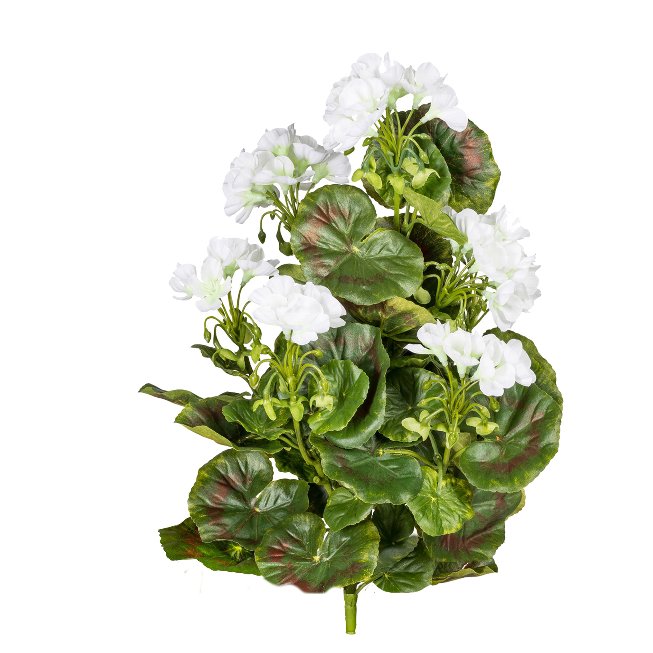 Geranium bush x7