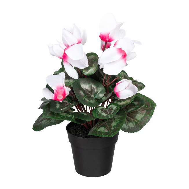 Cyclamen x10