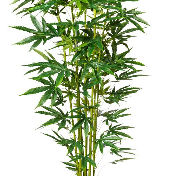 Kunstpflanze Zierhanf Pflanze 210cm