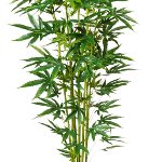 Kunstpflanze Zierhanf Pflanze 210cm