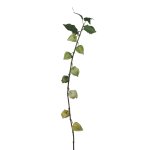 Physalis