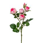 Polyantarose mit 5 Blüten