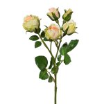 Polyantarose with 5 flowers