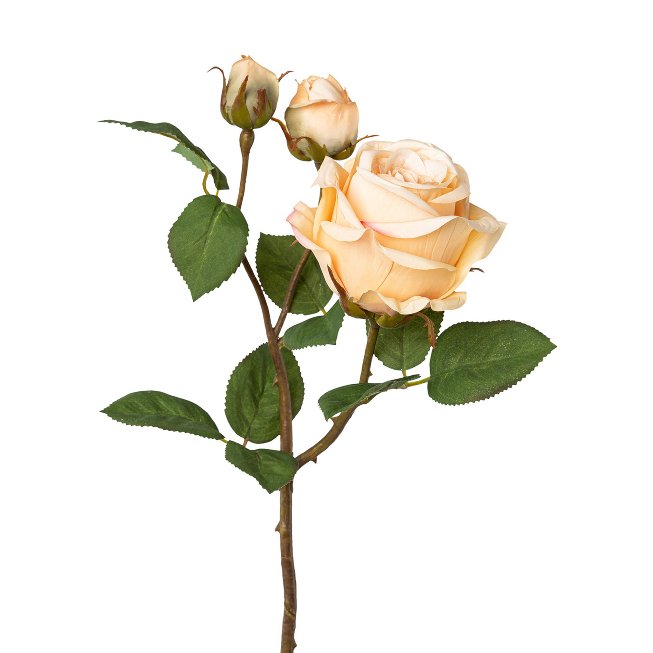 Rose mit 3 Blüten