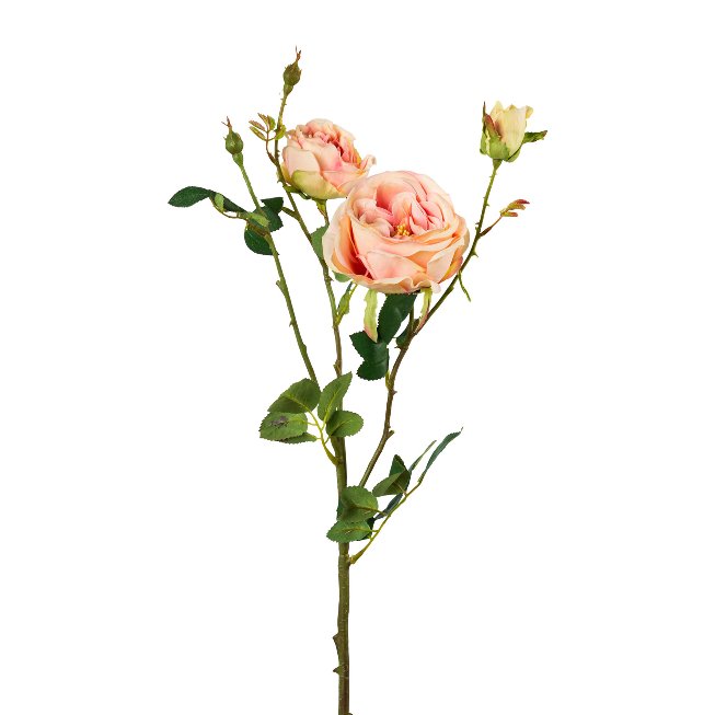 Rose branch with 5 flowers