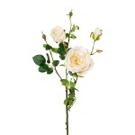 Rose branch with 5 flowers