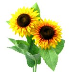 Sunflower 6/poly dm12cm