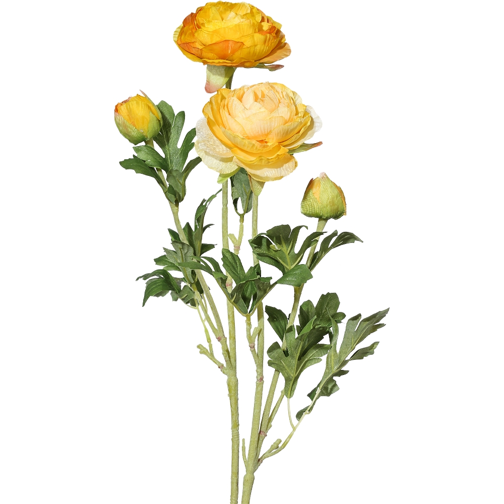 Ranunkel Homefinity Ranunkel Homefinity