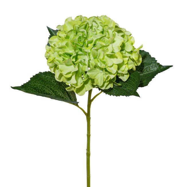 Hydrangea