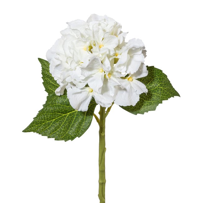 Minihortensie