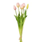 Tulip bunch with 5 flowers