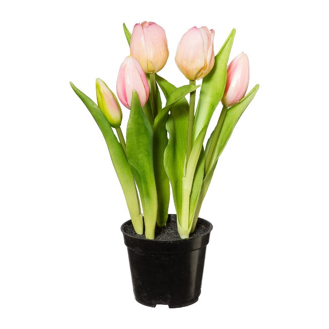 Tulips with 5 flowers in plastic pot