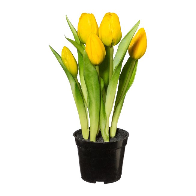 Tulips with 5 flowers in plastic pot