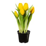 Tulips with 5 flowers in plastic pot