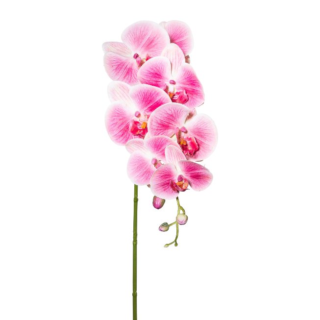 Orchid stem 87cm