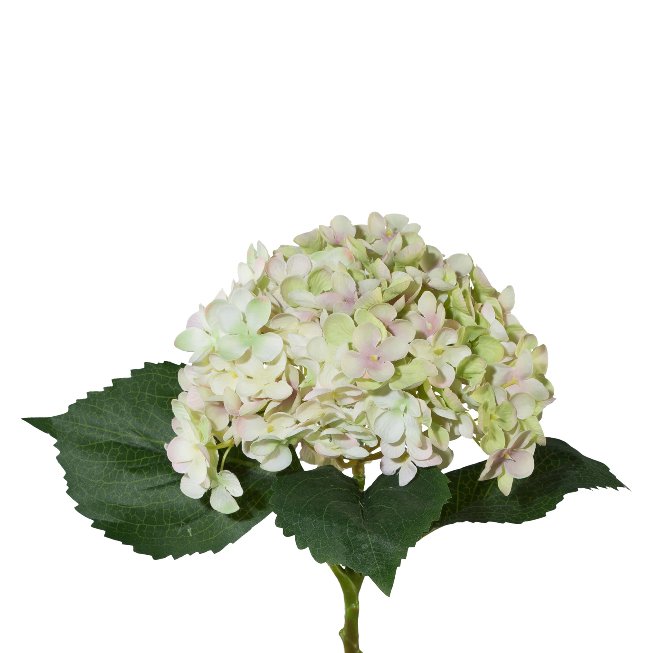 Hydrangea