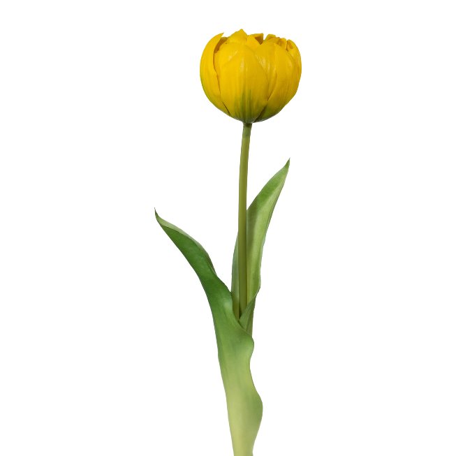 Filled tulip