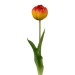 Filled tulip