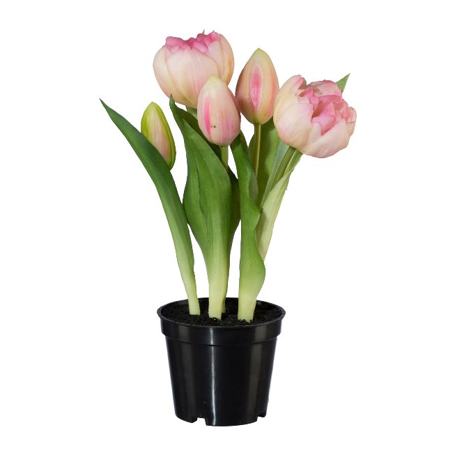 Filled tulips with 5 flowers in plastic pot