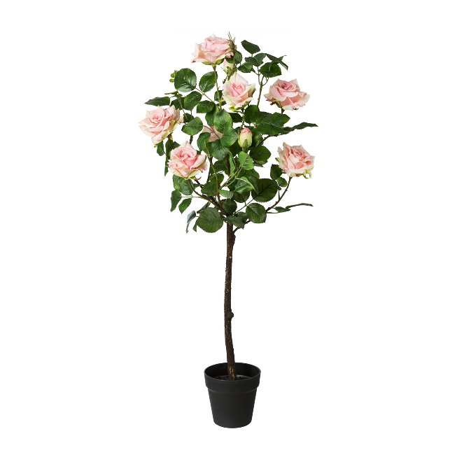 Rose bush in pot