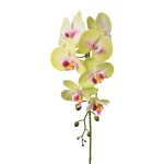 Orchid stem 86cm