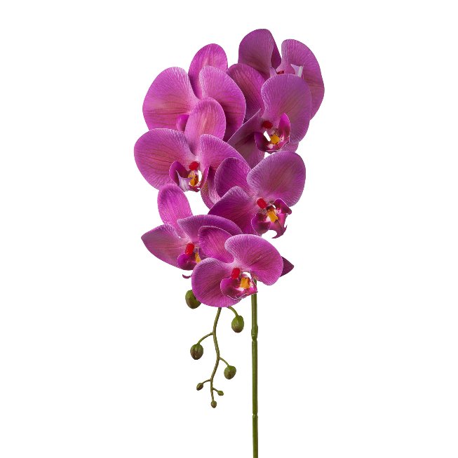 Phalaenopsis x 7