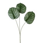 Calathea leaf x 3