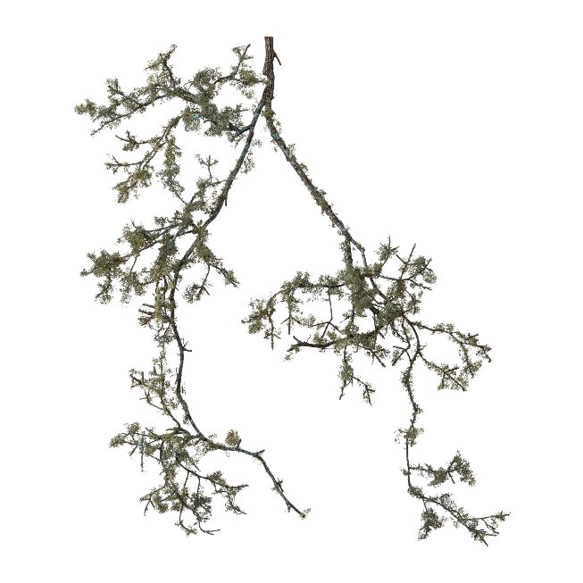 Lichen hanging branch