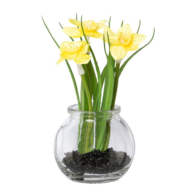 Daffodils in glass