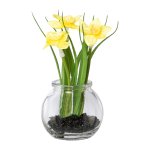 Daffodils in glass