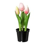 Tulip x 3 in pot