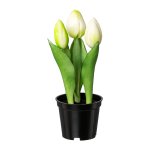 Tulpe mit 3 Blüten