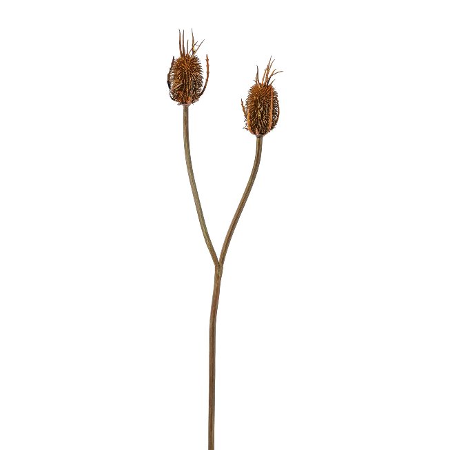 Card thistle branch, 80cm,