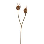 Card thistle branch, 80cm,