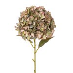 Hydrangea, XXL, 110 cm,