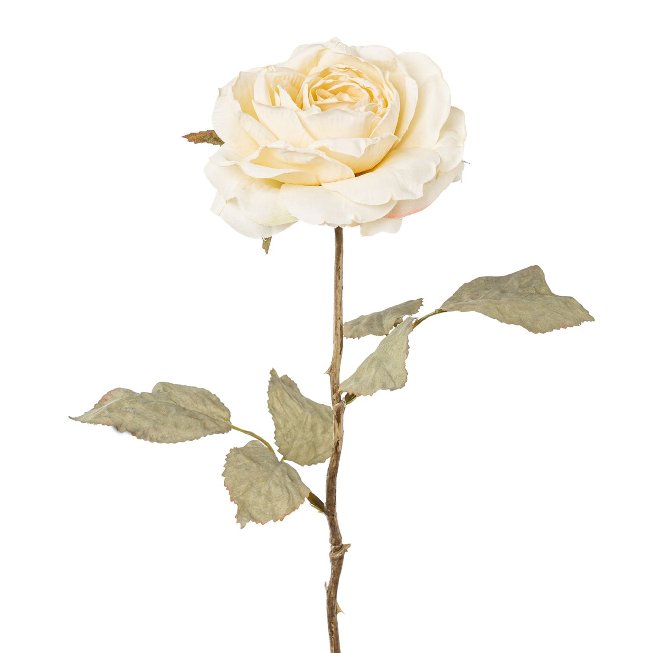 rose, 56cm, cream