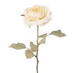 Rose, 56 cm, creme