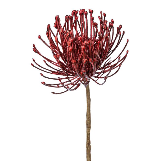 Nadelkissenprotea, 48cm,