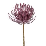 Nadelkissenprotea, 48 cm, lila