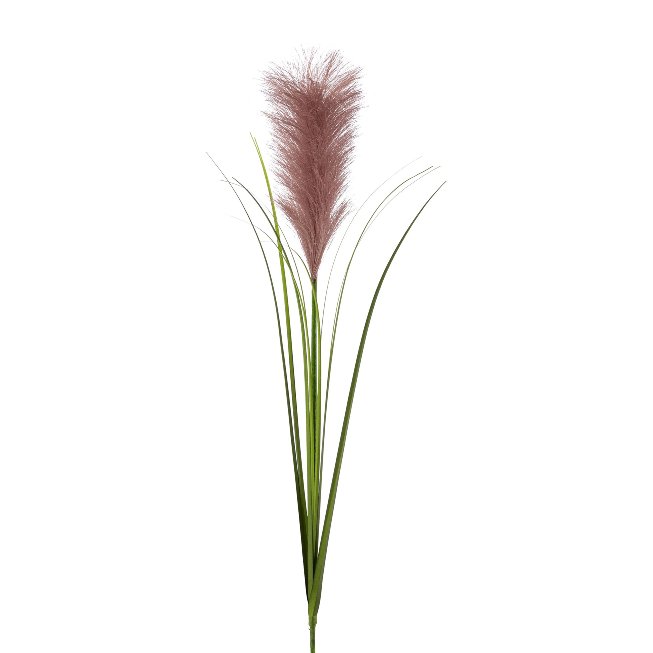 Pampas grass